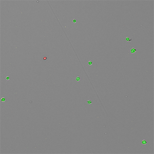 AOPI-Sf9-cells-300x300px