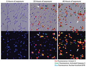 Apoptosis-Assays