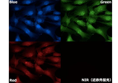 Cells_autofluorescence_NIR_vs_Visible_edited_2