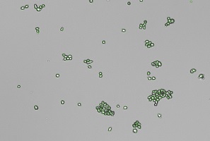 CHO clumped cells