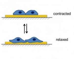 Contraction_Relaxation