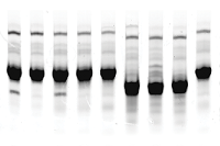 fc-coomassie-Stained-Gels-data