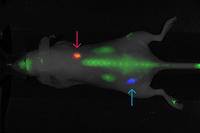 fluorescence-detection