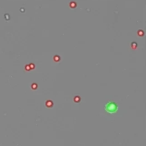 hek293t_isolated_nuclei_AOPI_300x300px