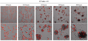 Immune-cell-killing-assays