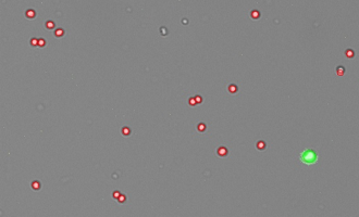 Isolated_Nuclei