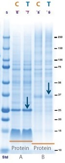 Membrane-protein_production_gel-comparison