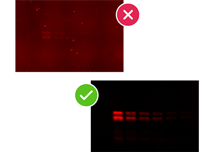 Membrane_autofluorescence_NIR_vs_Visible