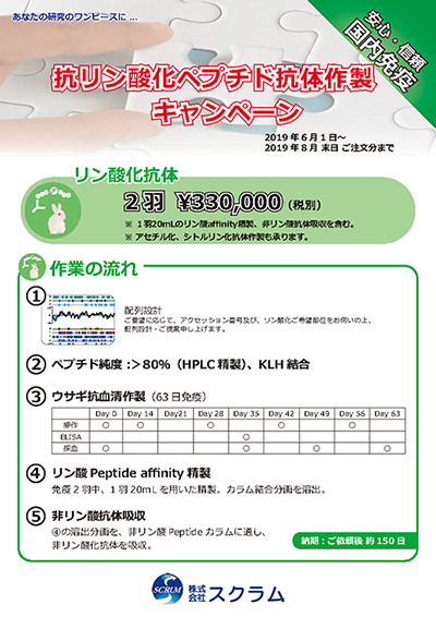 抗リン酸化ペプチド抗体作製キャンペーン