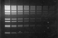 nucleic-acid-gel-imaging