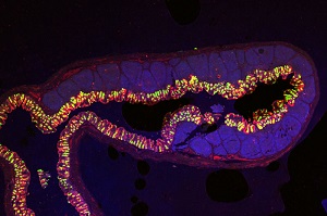 odm-tissue-section-nodid