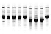 Odyssey_XF_CBB gel