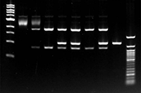 Odyssey_XF_DNA gel