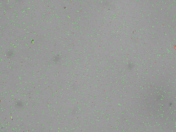 PBMC dual fl and BF