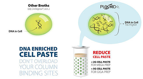 plasmid-cellpaste