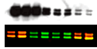Problematic-chemi-image_vs_fluorescence-image_edited