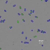 vitality_result_yeast_scale